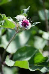  Blossoming burdock on a green background