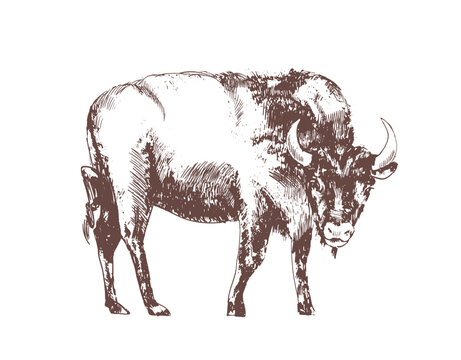 European bison hand drawn with contour lines on white background