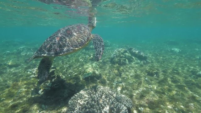 Sea turtle swimming underwater close up. Swimming turtle under transparent sea water. Scuba diving and snorkeling in ocean. Underwater life and animal.