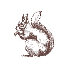 Tree squirrel hand drawn with contour lines on white background © Good Studio