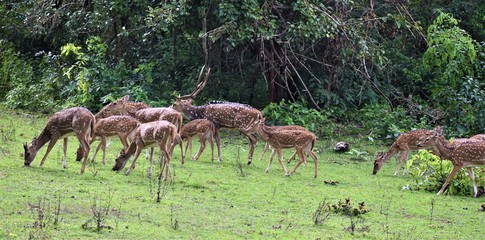 Naklejka na ściany i meble Deer in Nagarhole National Park, Karnataka, India 