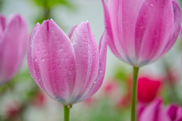 Close-up of beautiful pink tulips with water drops with blurred green background, spring wallpaper, tulips field, springtime blossom after rain