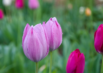 Obraz premium Close-up of beautiful pink tulips with water drops with blurred green background, spring wallpaper, tulips field, springtime blossom after rain