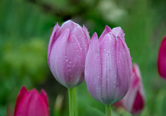 Close-up of beautiful pink tulips with water drops with blurred green background, spring wallpaper, tulips field, springtime blossom after rain