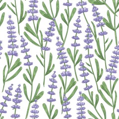Botanical seamless pattern with lavender flowers hand drawn on white background © Good Studio