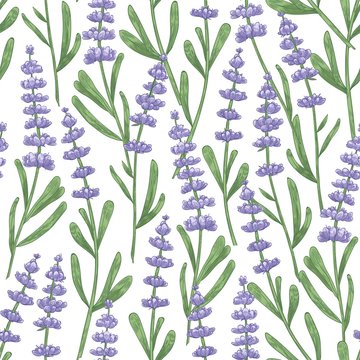 Botanical seamless pattern with lavender flowers hand drawn on white background