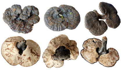 Violet lingzhi mushroom 3 model