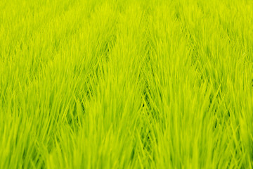 Paddy field_01／田んぼ・水田_01