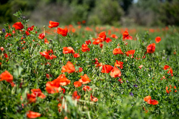 Fototapeta premium field of red poppy wild