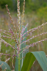 Maize crops growing on field. Maize (sweet corn) blossom. Close up view
