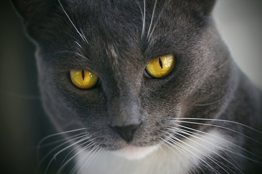 Gray fluffy cat with bright yellow eyes and narrow pupils, on his forehead a white spot. The cat is watching something closely.