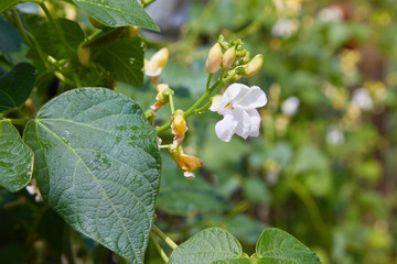 Bean blossom outdoors in a flowerbad