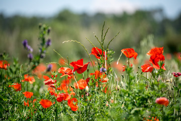 field of red poppy wild