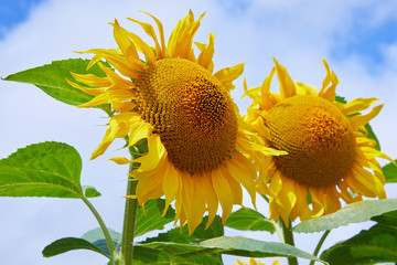 Fields with an infinite sunflower. Agricultural field. Sunflowers blooming in the bright blue sky,...