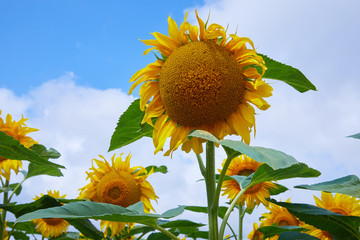 Fields with an infinite sunflower. Agricultural field. Sunflowers blooming in the bright blue sky,...