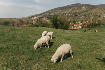 flock of sheep on green grass