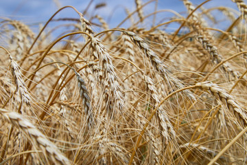 Summer field with ripe barley ears. Hordeum vulgare. Idyllic rural landscape with golden spikes in cornfield. Agriculture, farming, harvesting. Common Barley plant 