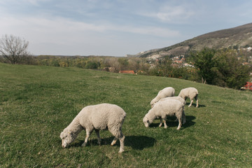 flock of sheep on green grass