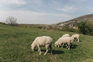 Obraz na płótnie Canvas flock of sheep on green grass