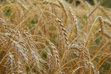 Summer field with ripe barley ears. Hordeum vulgare. Idyllic rural landscape with golden spikes in cornfield. Agriculture, farming, harvesting. Common Barley plant 