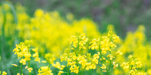 Obraz premium Bushes of yellow flowers of Rapeseed Brassica rapa closeup. meadow with yellow flowers.