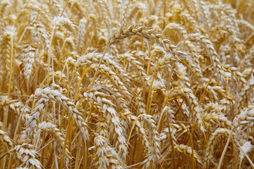Wheat field. Ears of golden wheat close up. Beautiful Landscape. Rural Scenery early in the morning. Background of ripe ears of wheat field. Rich harvest Concept. Copy space. 