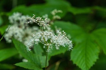 Towada Hachimantai National Park, Iwate