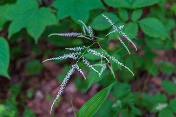 Towada Hachimantai National Park, Iwate