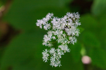 Towada Hachimantai National Park, Iwate