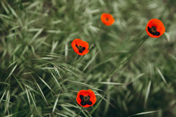 single poppy flowers that wildly grow in a wild field among the green grass as a symbol of the fallen warriors during the Second World War