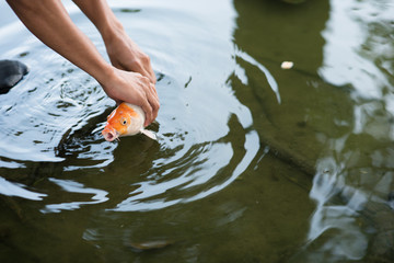 man catching or releasing koi or carp fish into a pond hoping for luck
