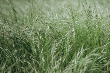Close picture of the green grass that came along and leaned from a strong wind before a thunderstorm