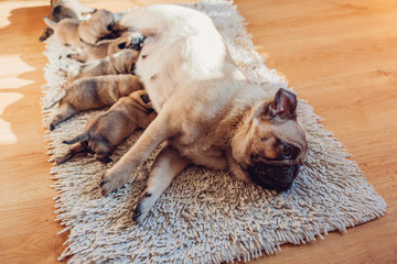 Pug dog feeding six puppies at home. Dog lying on carpet with kids