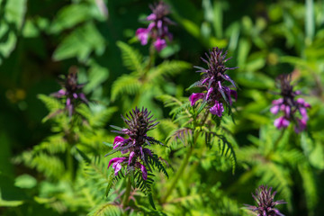 Towada Hachimantai National Park, Iwate