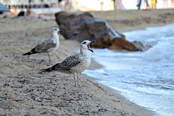 seagull on the beach