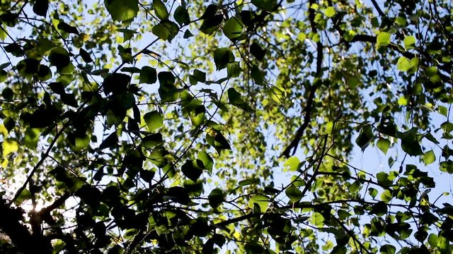 sun shining through birch leaves on a warm summer day with bright blue sky in Scotland during July.