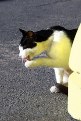 black white street cat washes its paws while sitting on the road on a sunny summer day