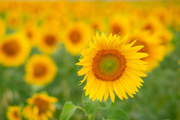 Obraz premium field of sunflowers