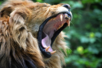 Lion yawn/roar portrait