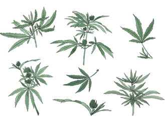 Obraz premium Decorative set of green branch of big hemp and leaves