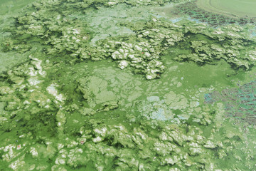 Algae polluted green water on a summer