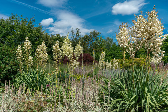 scenic summer flower bed featuring several white yucca filamentosa and sage