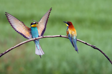 The European bee-eater (Merops apiaster) pair sitting on a thin twig with a dragonfly in its beak