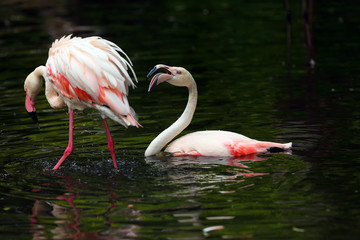 The greater flamingo (Phoenicopterus roseus) cleaning in water with droplets of water
