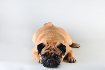 Cute young pug isolated on white