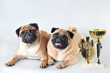 Two pugs in studio isolated on white
