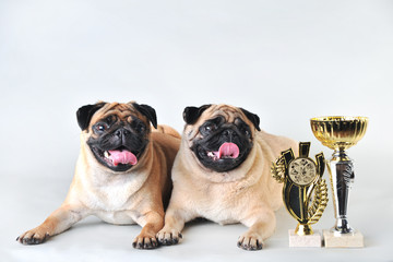 Two cute pugs with winning cups in studio isolated on white