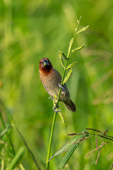 Scaly-Breasted Munia perching on grass stalk looking into a distance