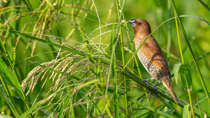 Scaly-Breasted Munia perching on grass stalk and feeding on its seeds