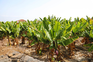 Plantation of bananas in Tenerife, Canary Islands © zigres